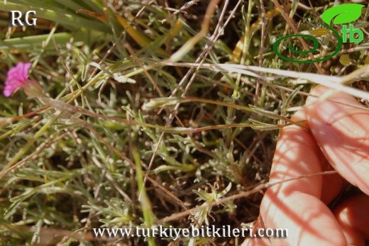 Karaman-Mut