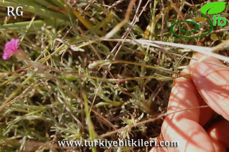 Karaman-Mut