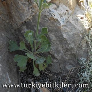 subsp. rhodopea-İzmir