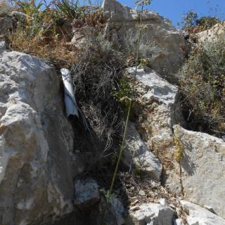 subsp. rhodopea-İzmir
