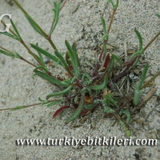 var maritima-Silifke-Mersin