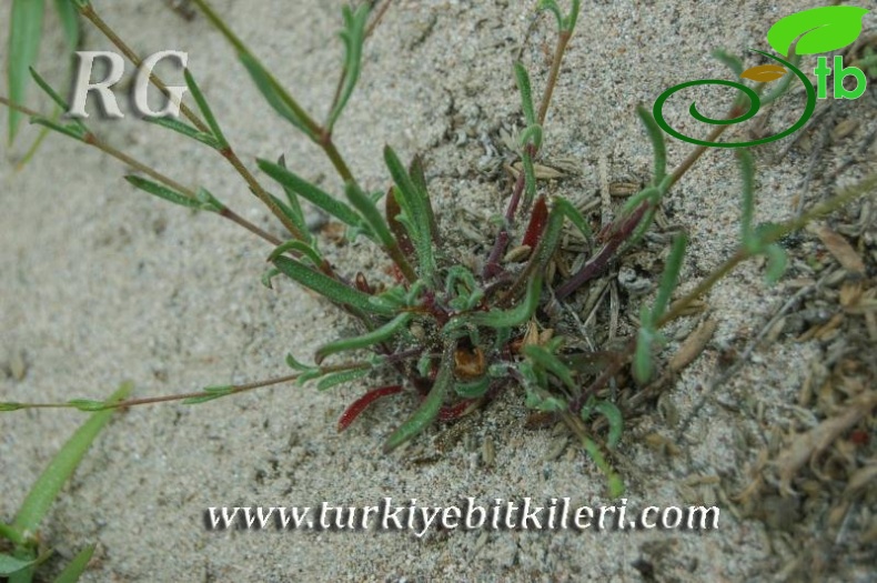 var maritima-Silifke-Mersin