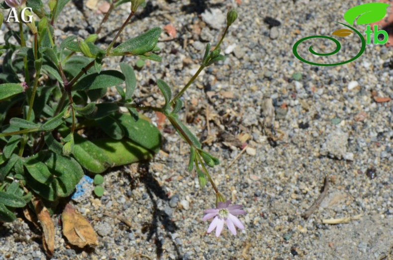 var. maritima-Alanya