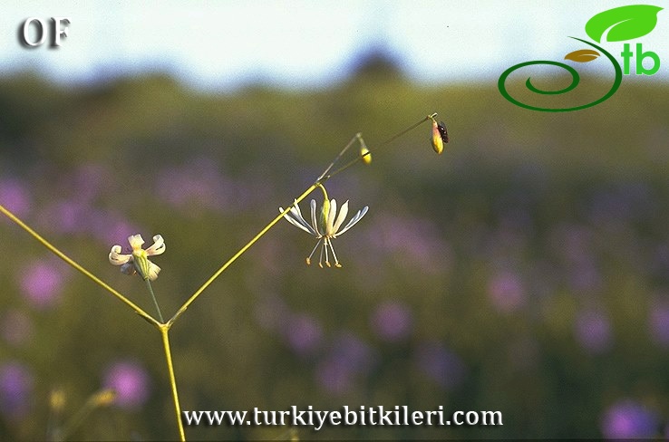 İsrail