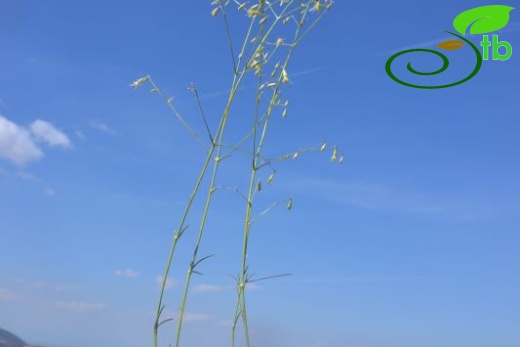 Korkuteli-Elmalı