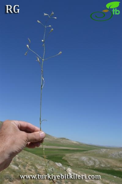 Gürün-Sivas