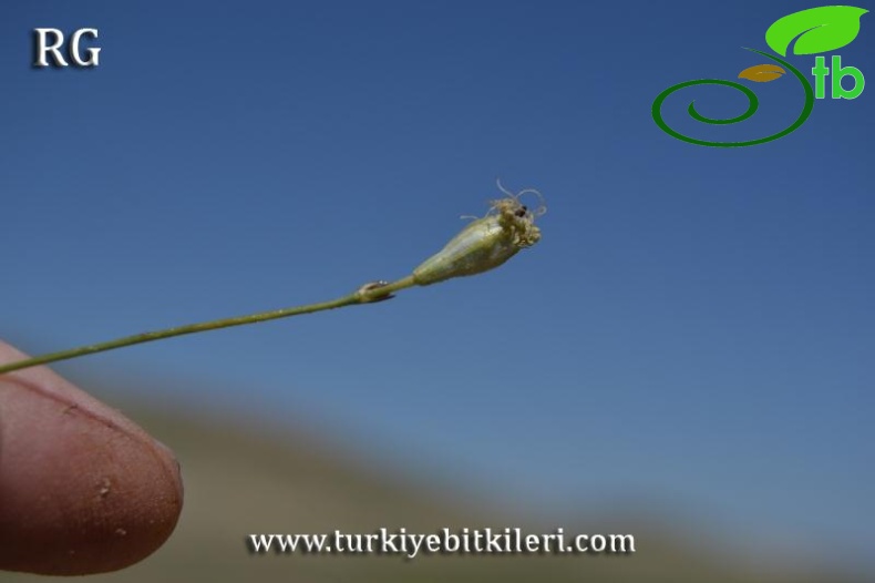 Gürün-Sivas