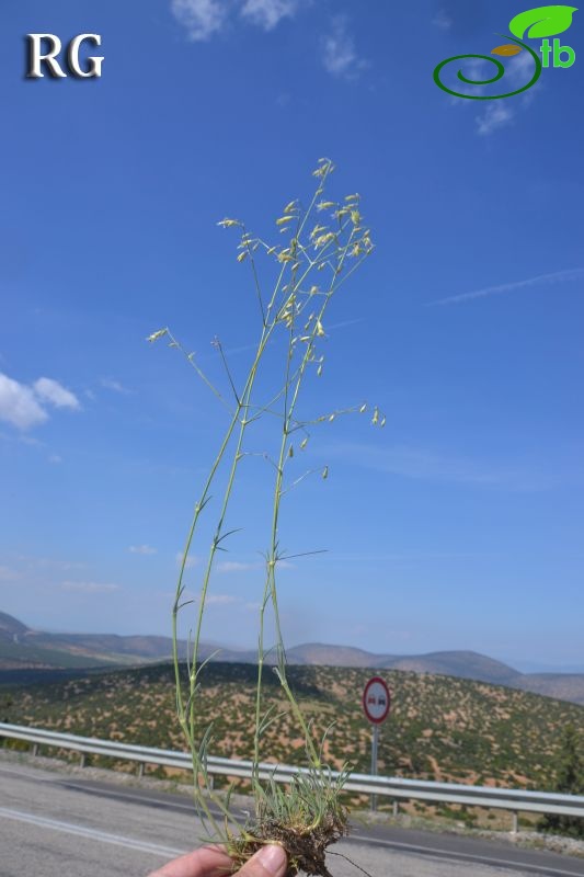 Korkuteli-Elmalı