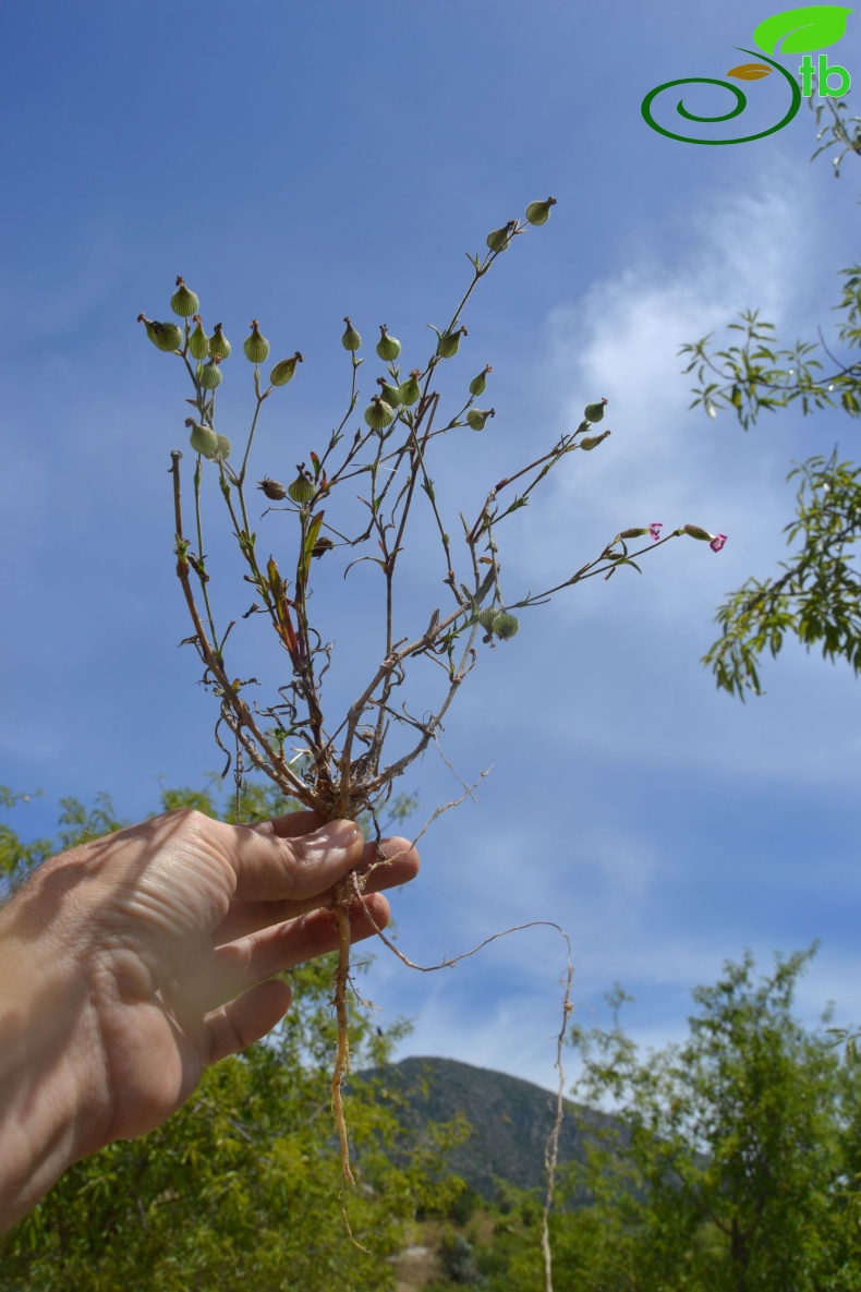 Datça