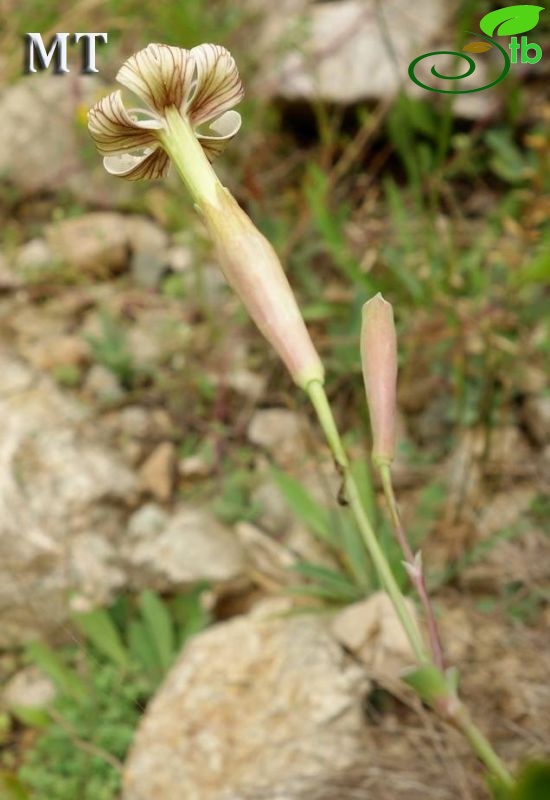 Artvin