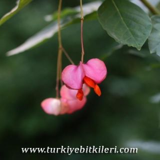subsp. Iatifolius