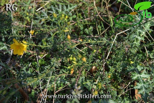 var arabica-Datça-Muğla