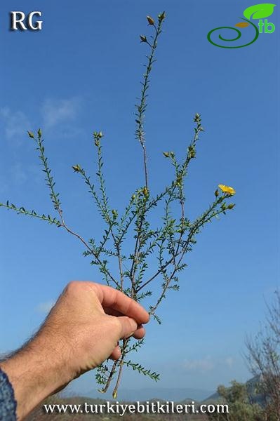 var arabica-Datça-Muğla