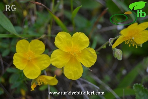 ssp tomentosum-İkizdere-Rize