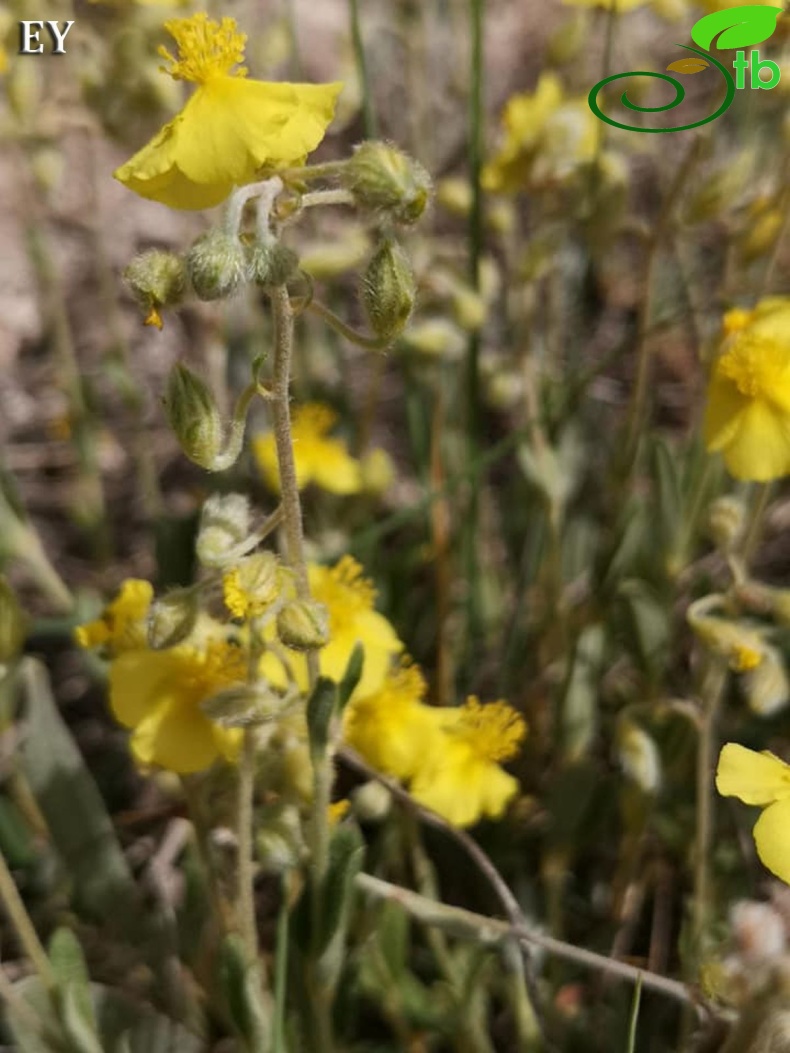 subsp. incanum-Eskişehir