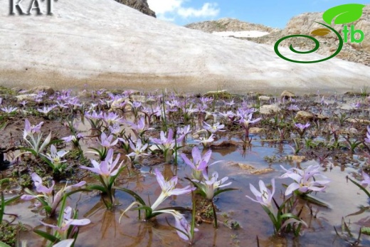 Sandras dağı-Köyceğiz