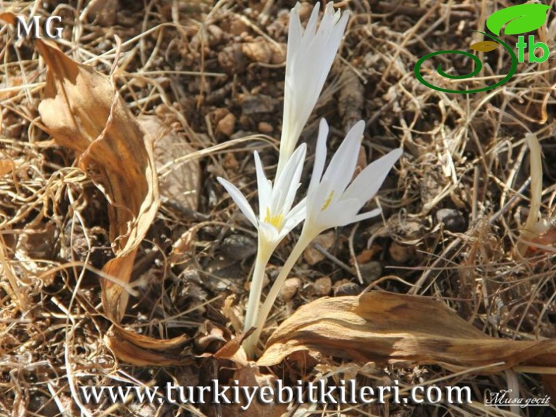 Mardin