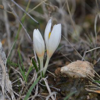 subsp. brachyphyllum-Amanoslar-Hatay