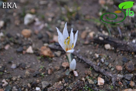 subsp. brachyphyllum-Amanoslar-Hatay