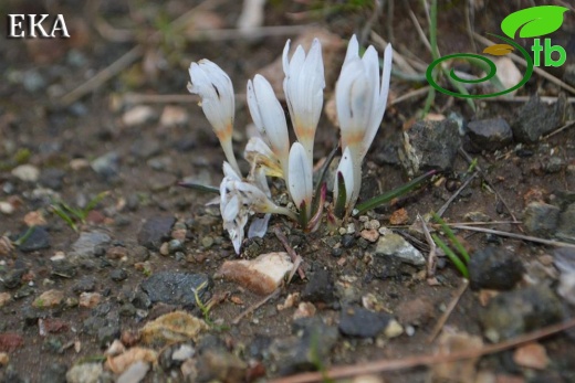 subsp. brachyphyllum-Amanoslar-Hatay