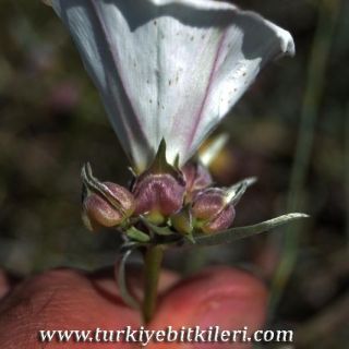 Sivrihisar-Eskişehir