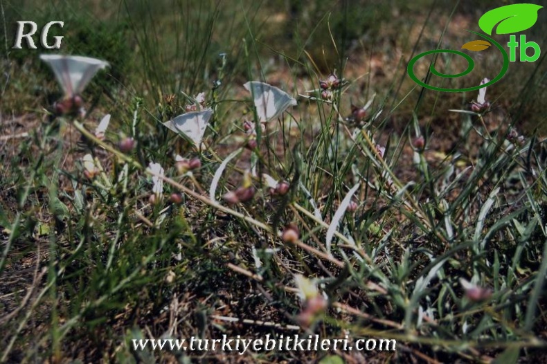 Sivrihisar-Eskişehir