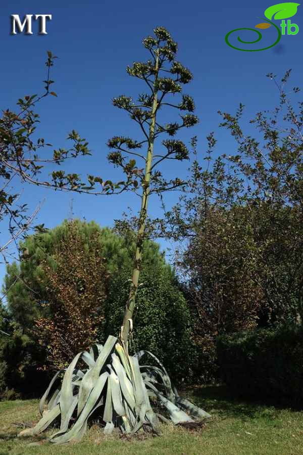 subsp. americana-İstanbul