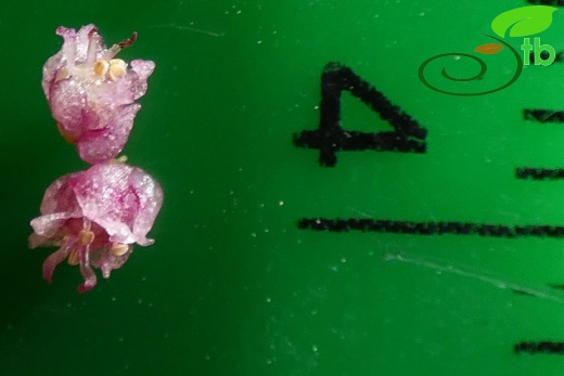 subsp palaestina- Antalya