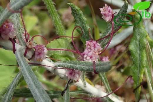subsp palaestina- Antalya