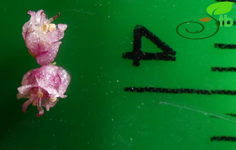 subsp palaestina- Antalya