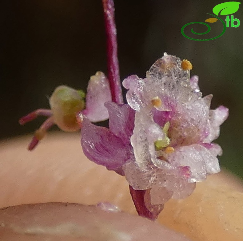 subsp palaestina- Antalya