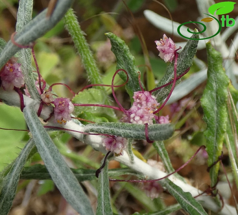 subsp palaestina- Antalya