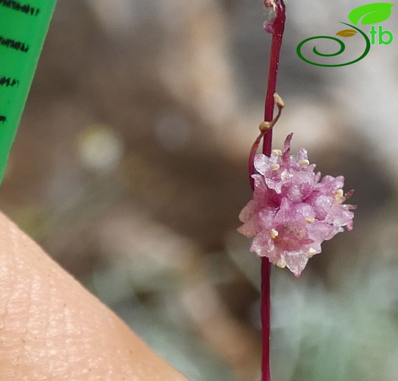 subsp palaestina- Antalya