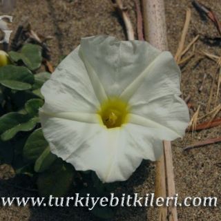 Silifke-Mersin