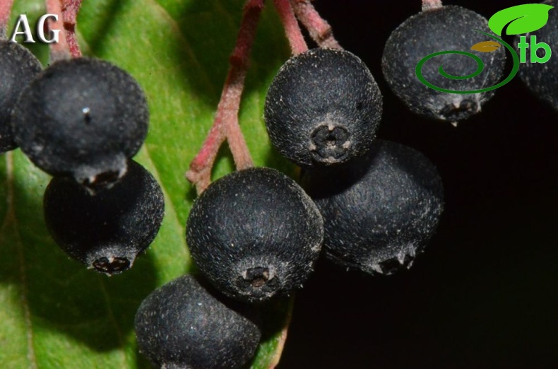 subsp. australis-Samsun