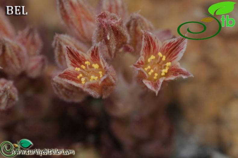 var serpentinicum-Sandras dağı-Muğla