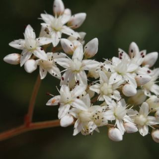 Seki yaylası-Fethiye