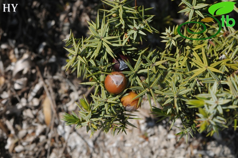 subpsp. macrocarpa- İzmir