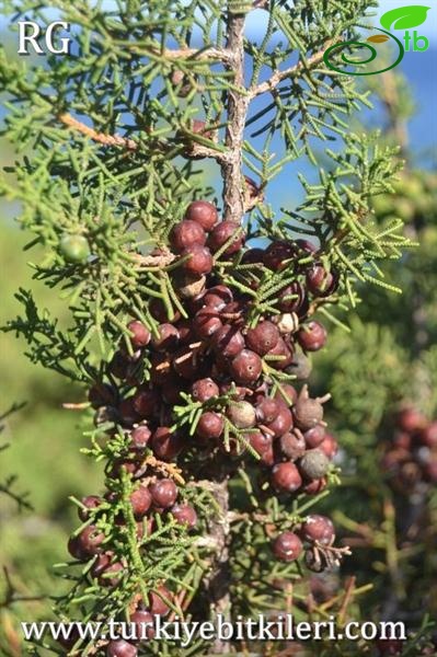 Datça-Muğla