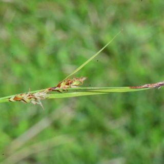 subsp. erythrostachys-Samsun