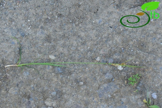 subsp. erythrostachys-Samsun