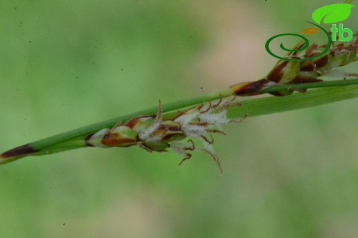 subsp. erythrostachys-Samsun