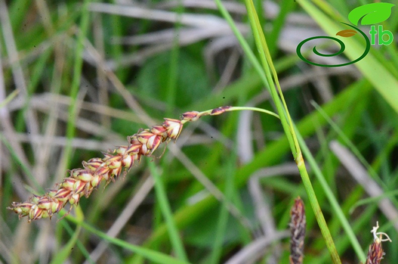 subsp. flacca- Samsun