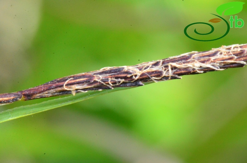 subsp. flacca- Samsun