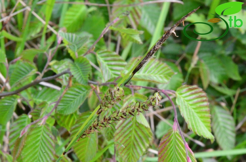 subsp. flacca- Samsun