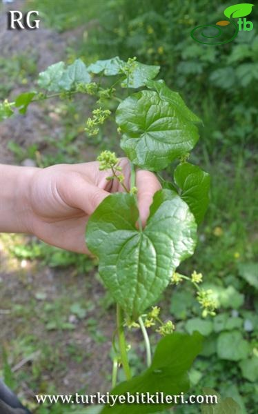 subsp. communis-Riva-İstanbul