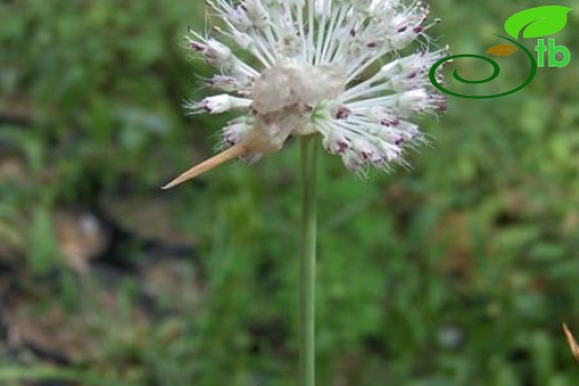 Subsp-guttatum-Uludağ-Bursa
