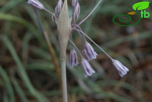 Abant-Bolu