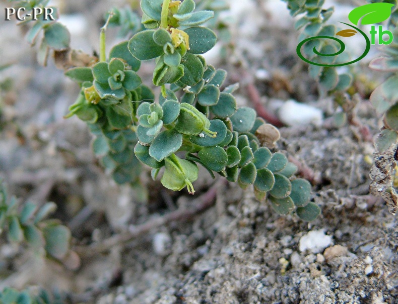 var. herniariifolia - Sivas