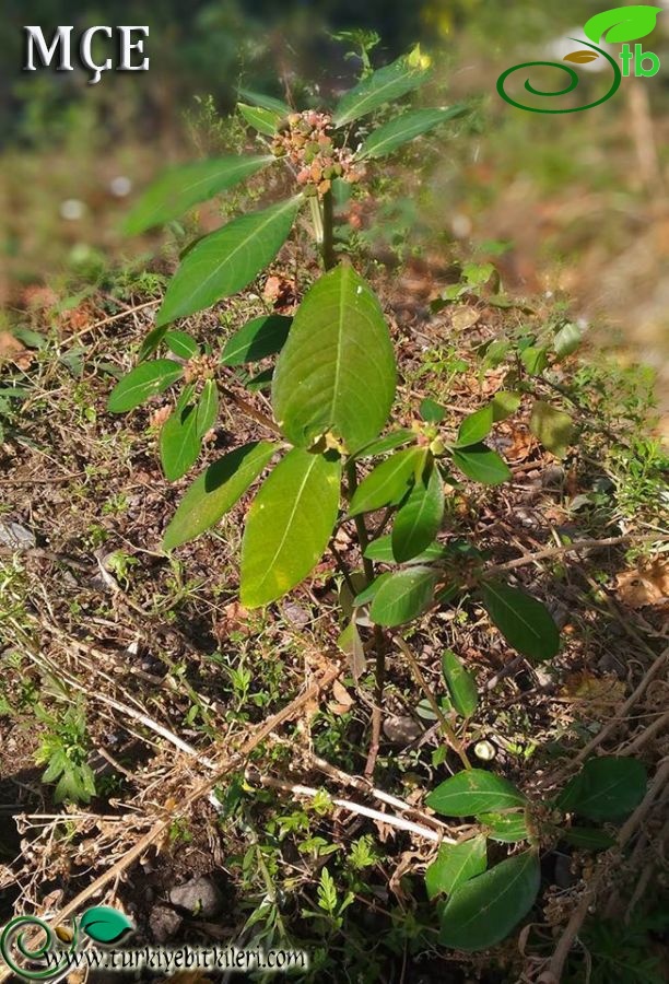 Amanos dağları-Osmaniye